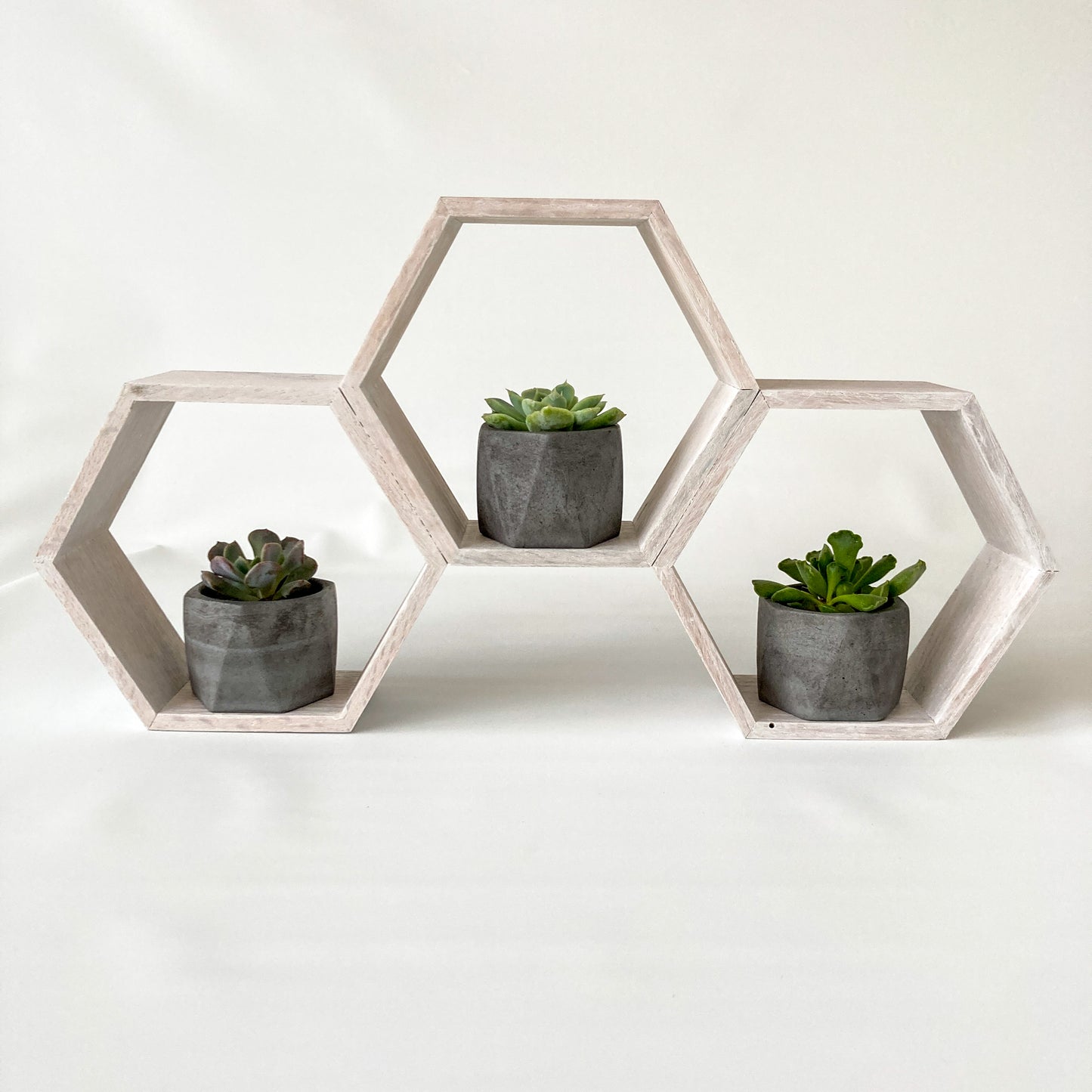 Deluxe Succulent Gift Set