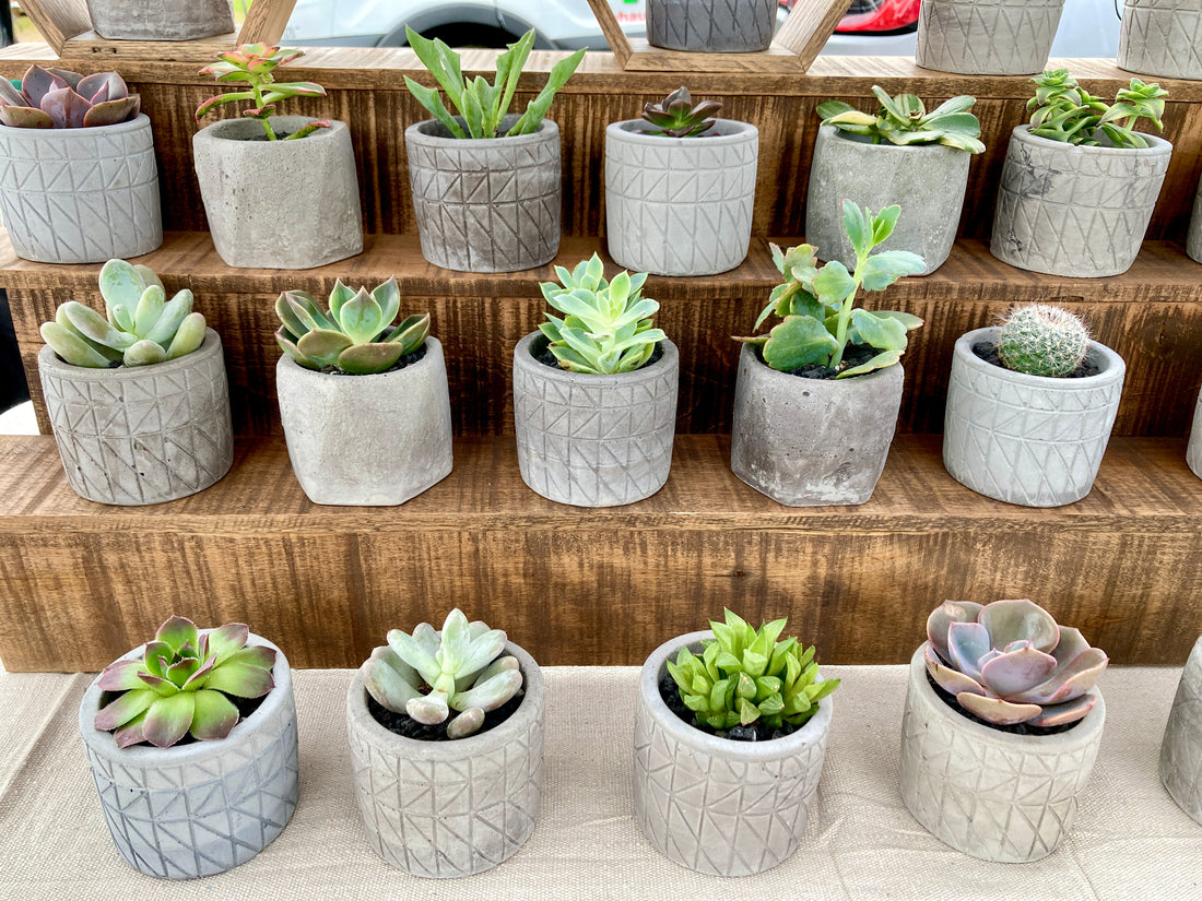 Why Succulents are Nature's Little Miracle: A Jeff Goldblum Guide to Green Happiness