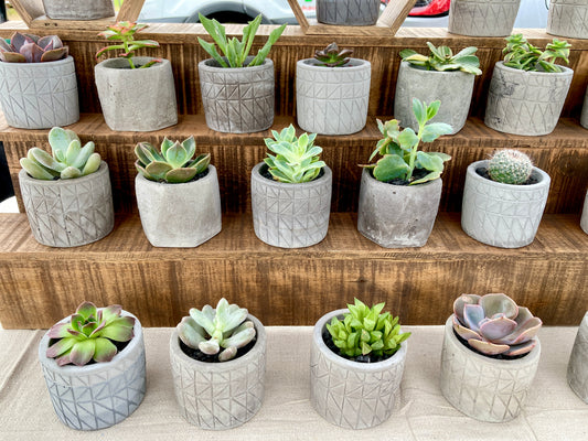 Why Succulents are Nature's Little Miracle: A Jeff Goldblum Guide to Green Happiness