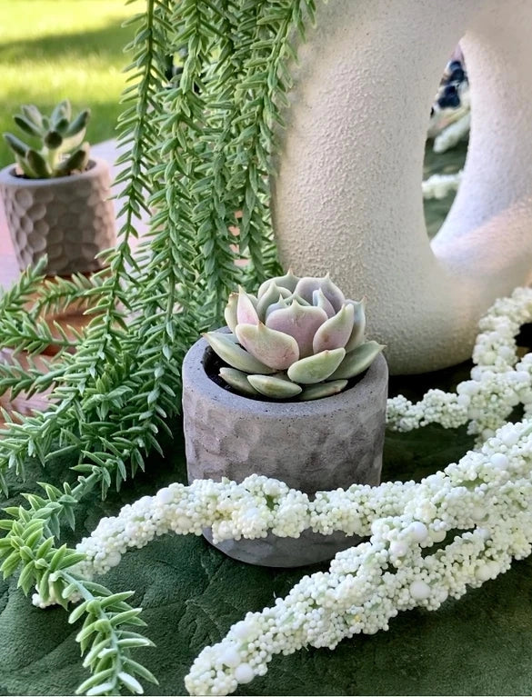 Single succulent on a green velvet table surrounded by cascading green and white plants.