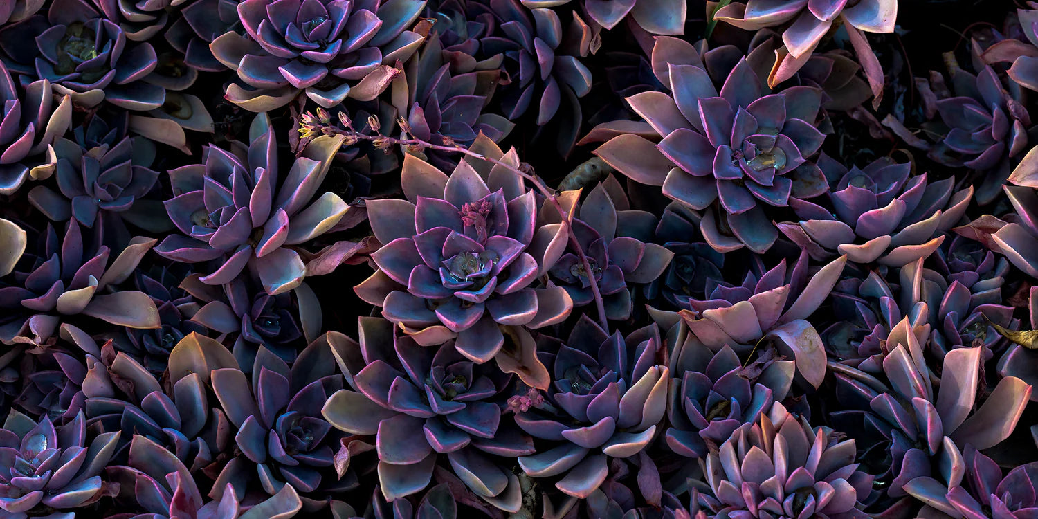 Decorative Banner of Purple Succulents.