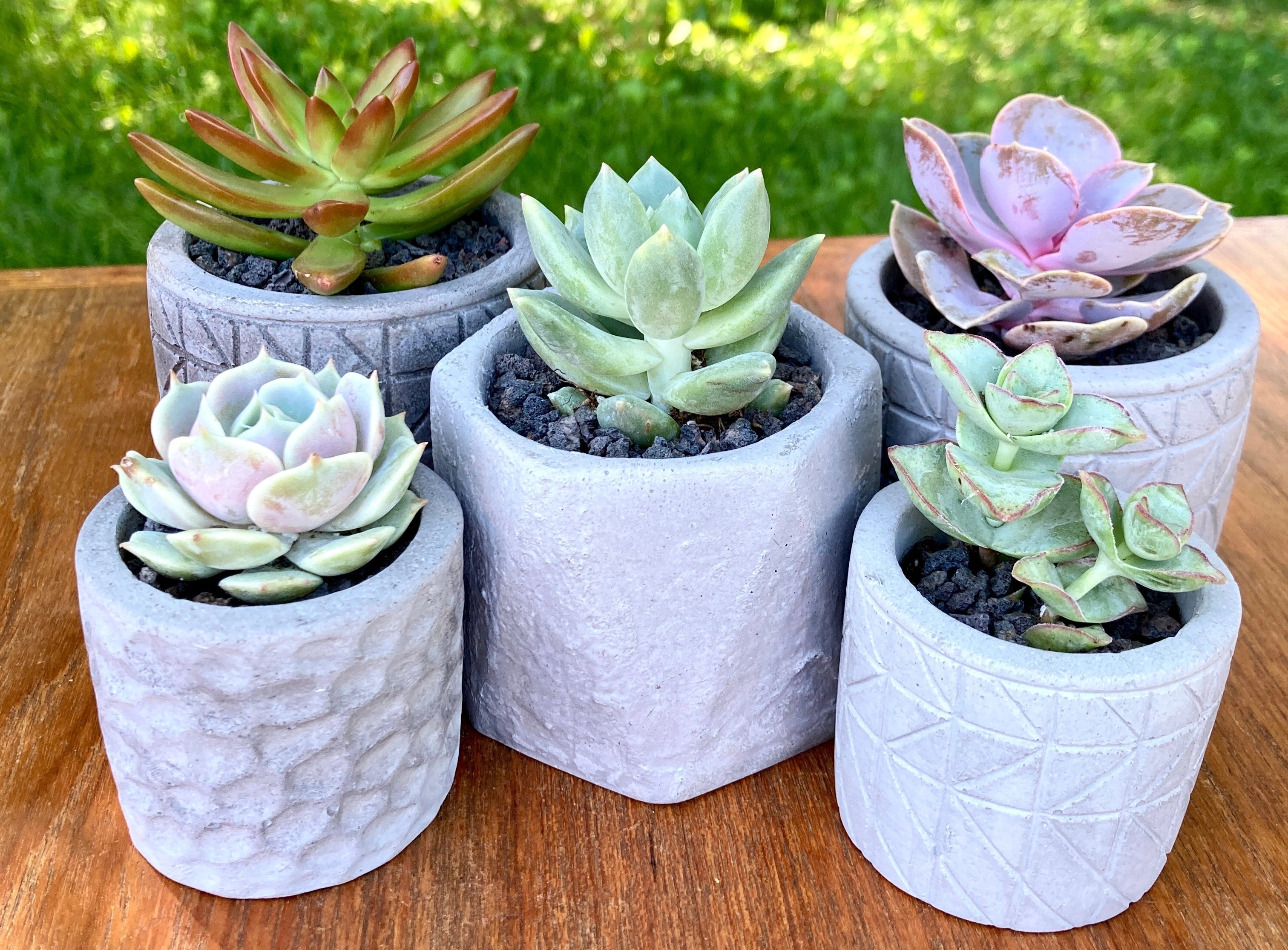 Grouping of 5 different types of succulents in cement pots of varying styles.