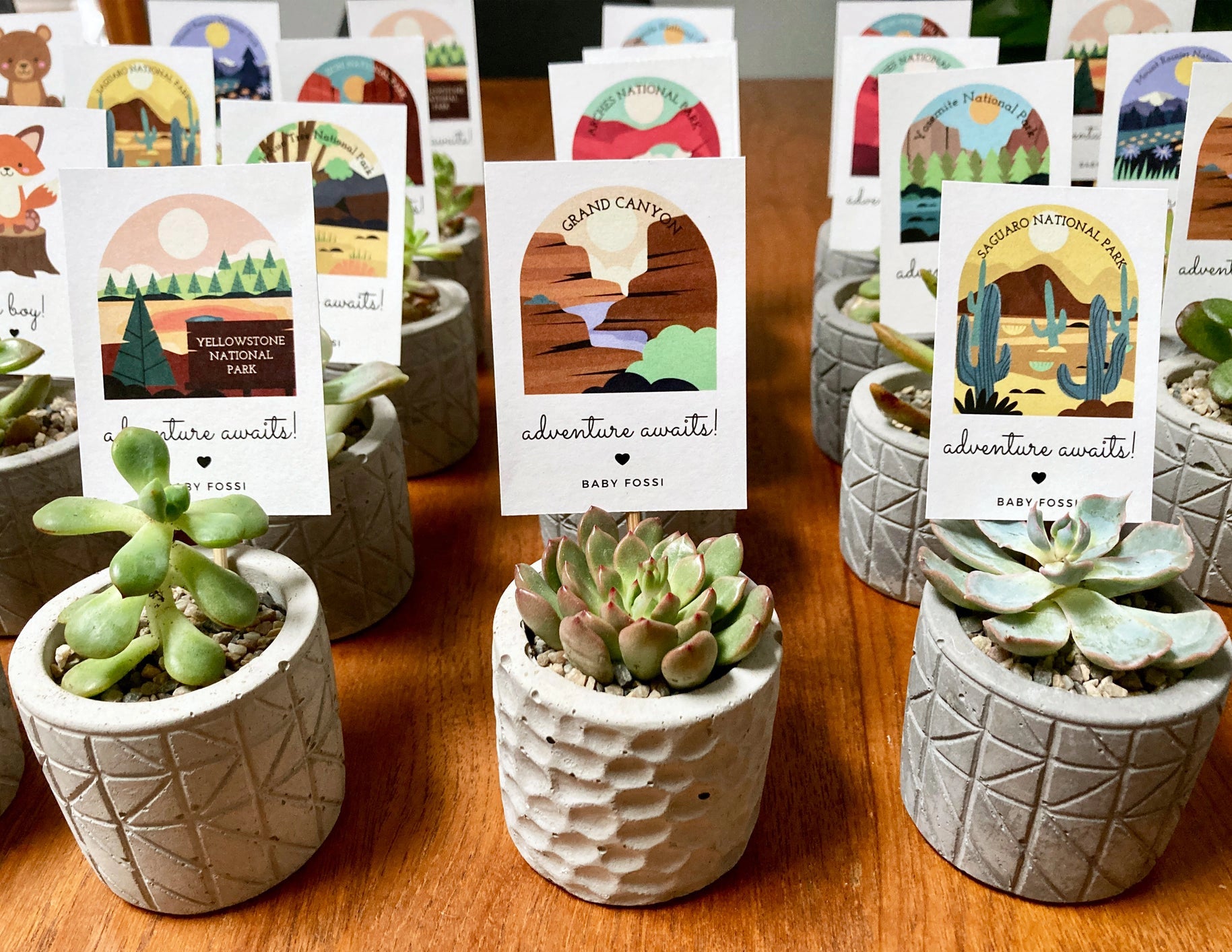 Rows of national parks themed succulent baby shower favors with cards that read adventure awaits with images of popular national parks.