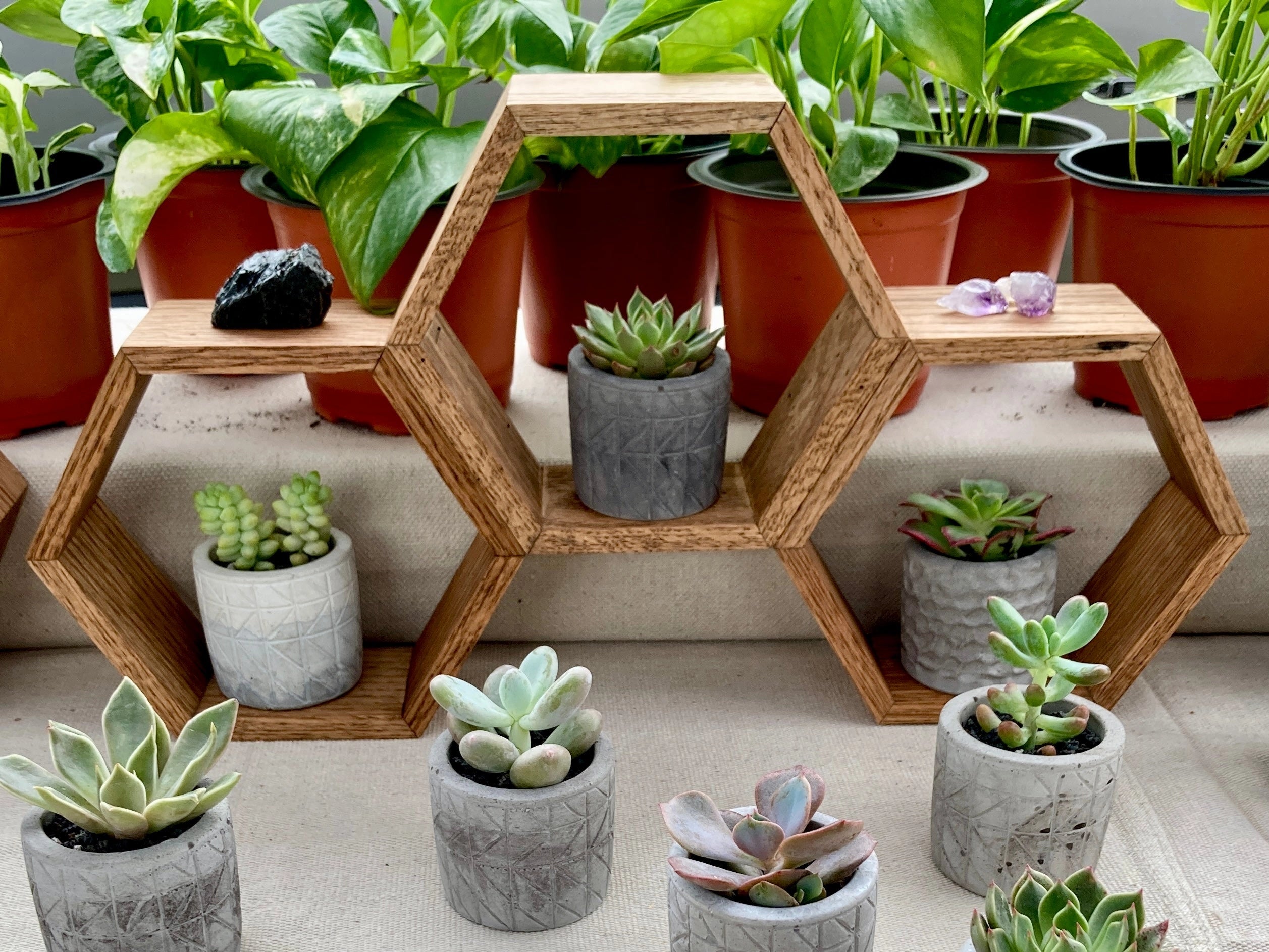 A reclaimed wood triple hexagon shelf with 3 succulents displayed inside.