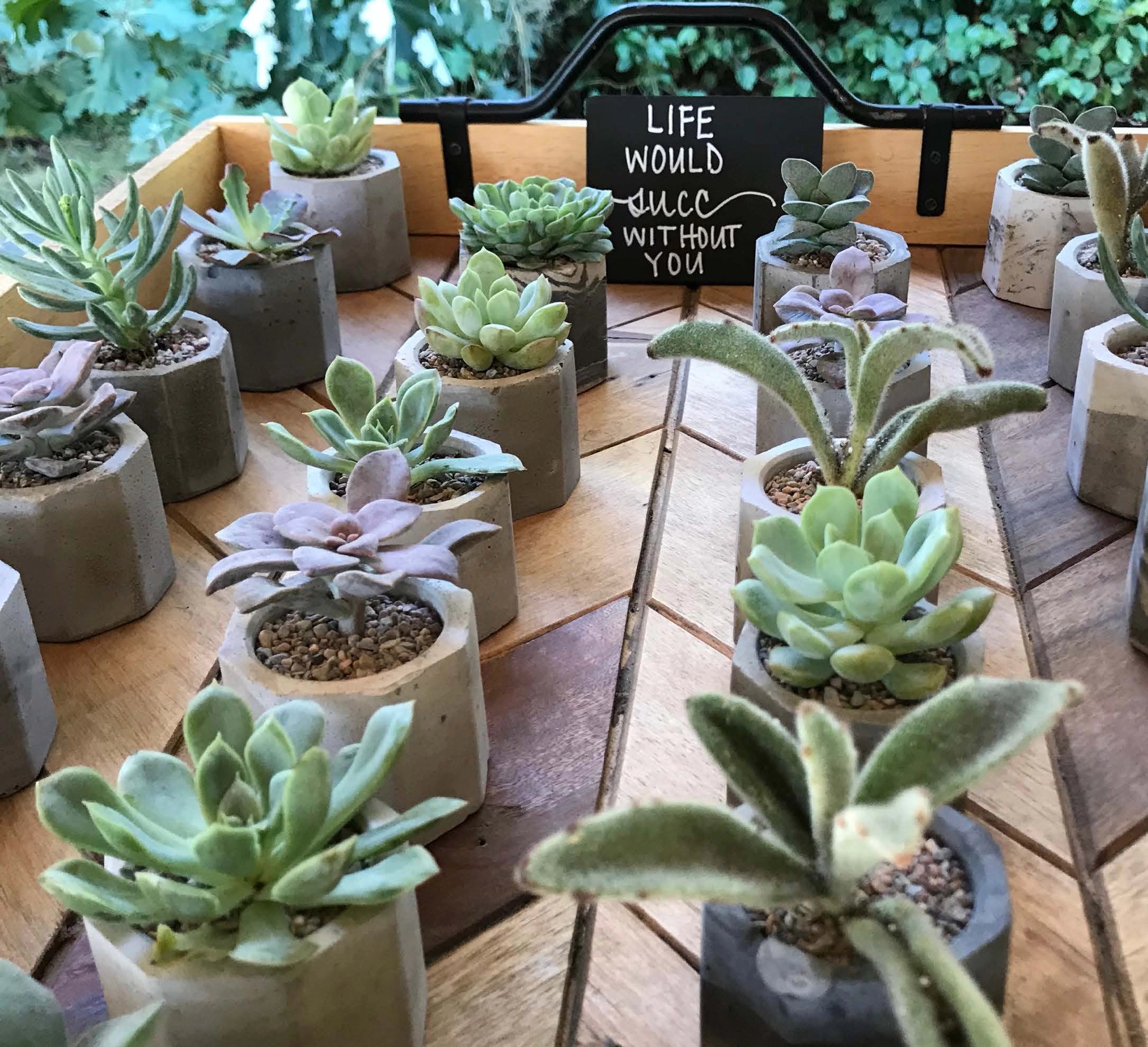 Bulk order of succulent wedding favors in rows on a wedding table with a placard that reads life would succ without you.