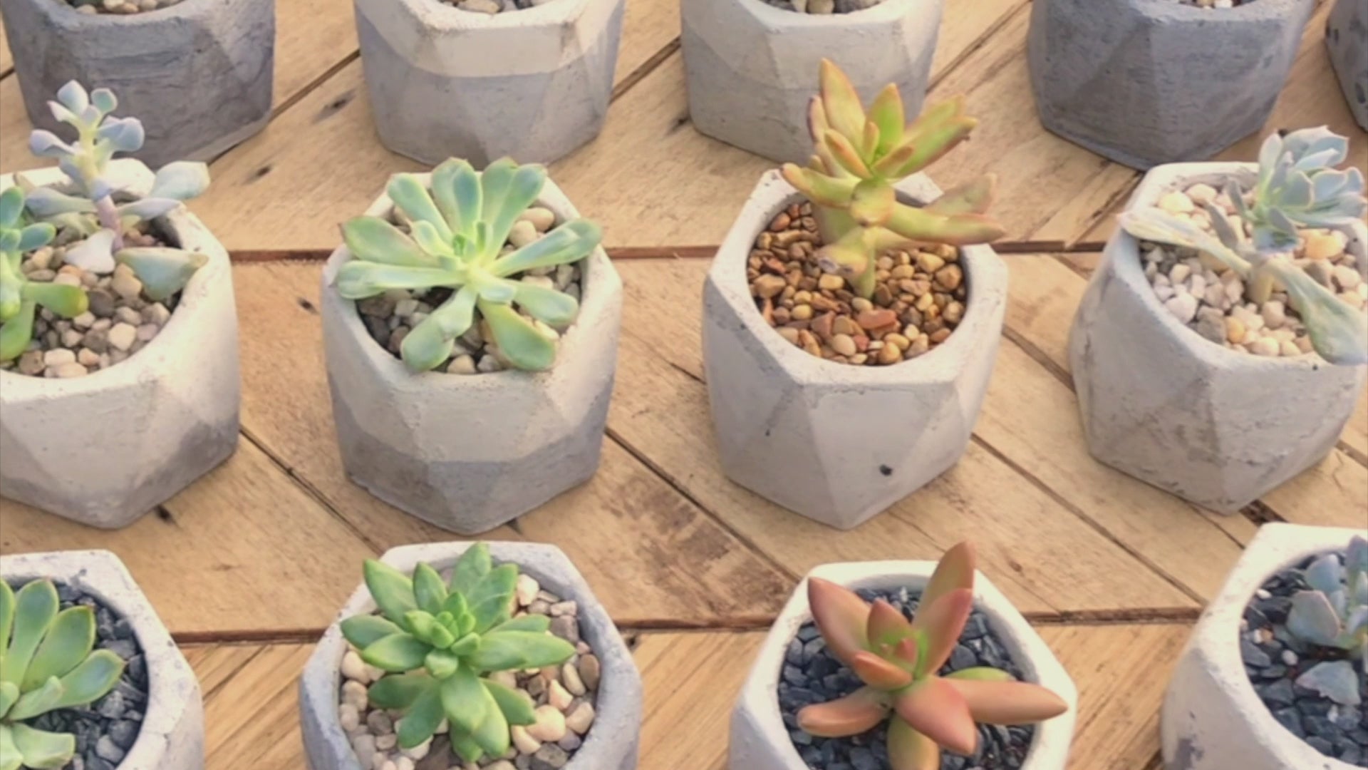 Load video: Slow motion scrolling footage of succulents in cement pots, reclaimed wood hexagon shelves, and a variety of succulents home decor, wedding, and outdoor settings.