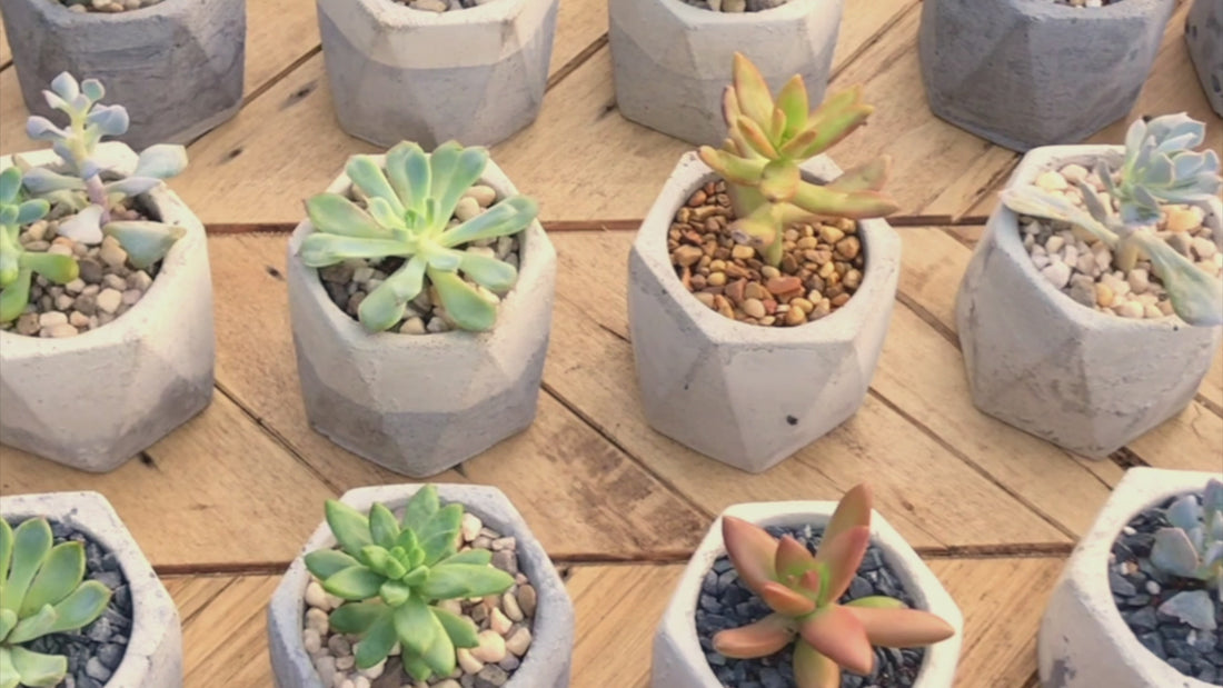 Slow motion scrolling footage of succulents in cement pots, reclaimed wood hexagon shelves, and a variety of succulents home decor, wedding, and outdoor settings.