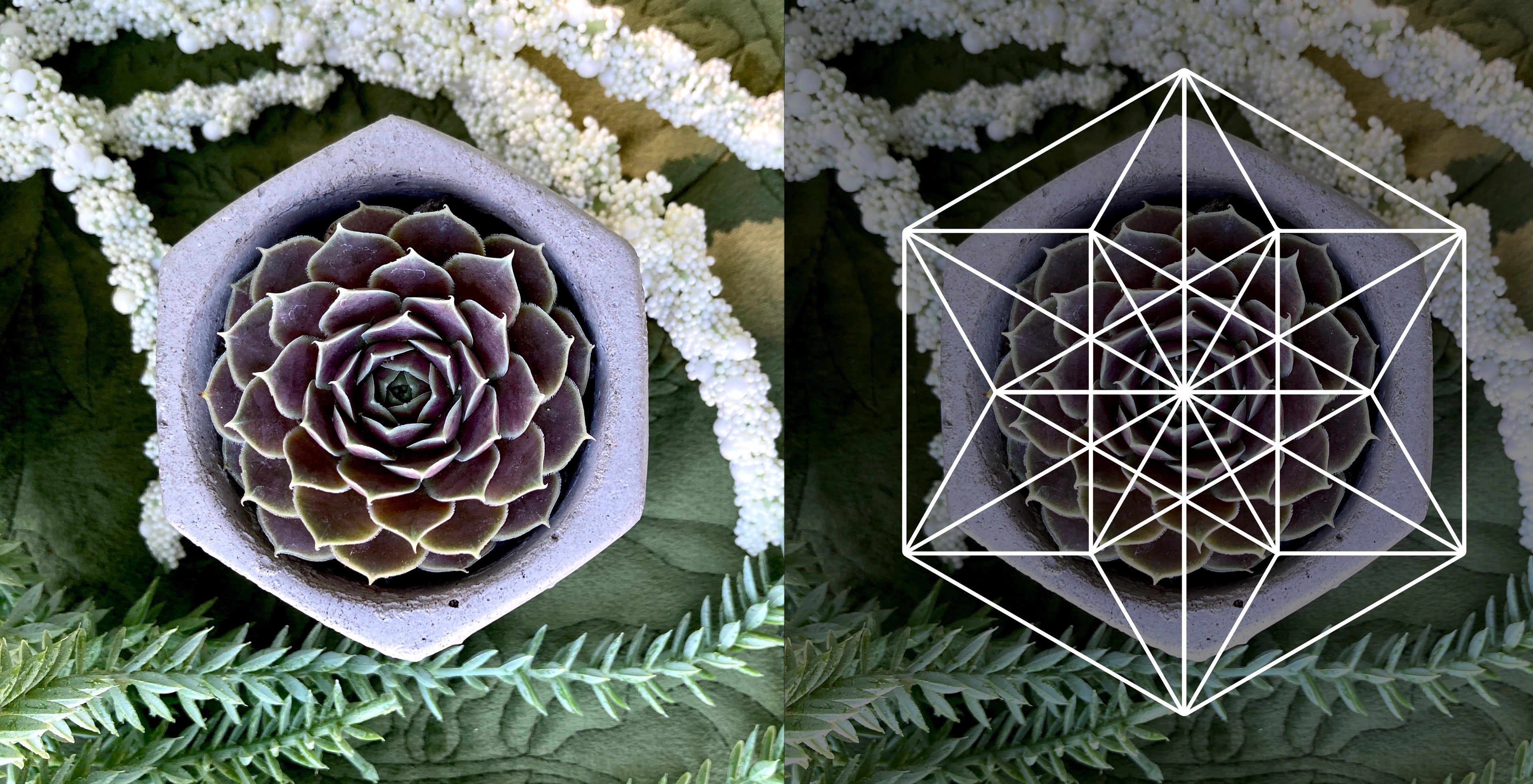 Split screen comparison showing a top view of a symmetrical succulent plant inside a hexagon pot next to the same image with the vector equilibrium overlayed on top to show how sacred geometry is present in nature.