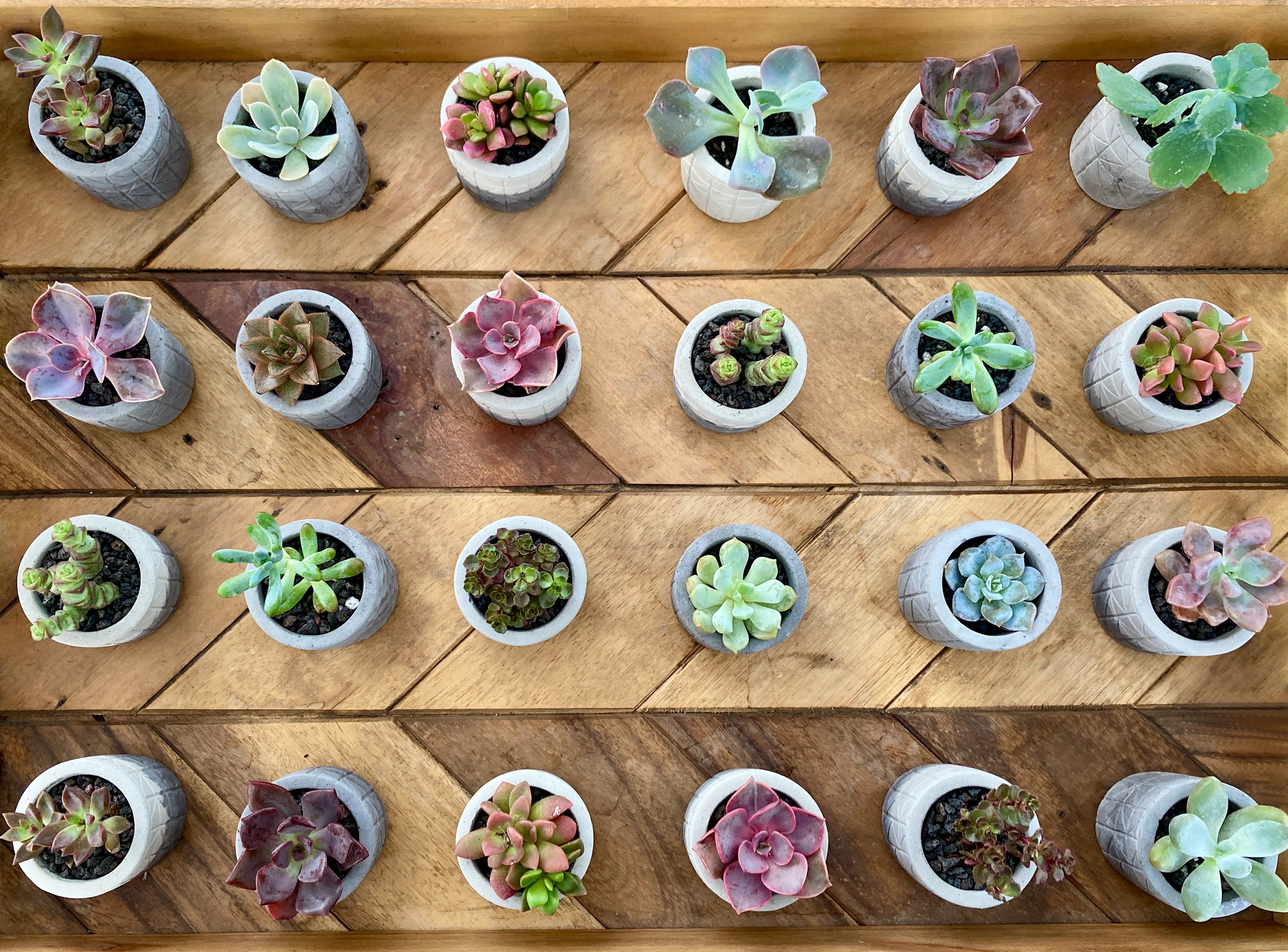 Decorative image of succulents in our handmolded cement pots on a tray.