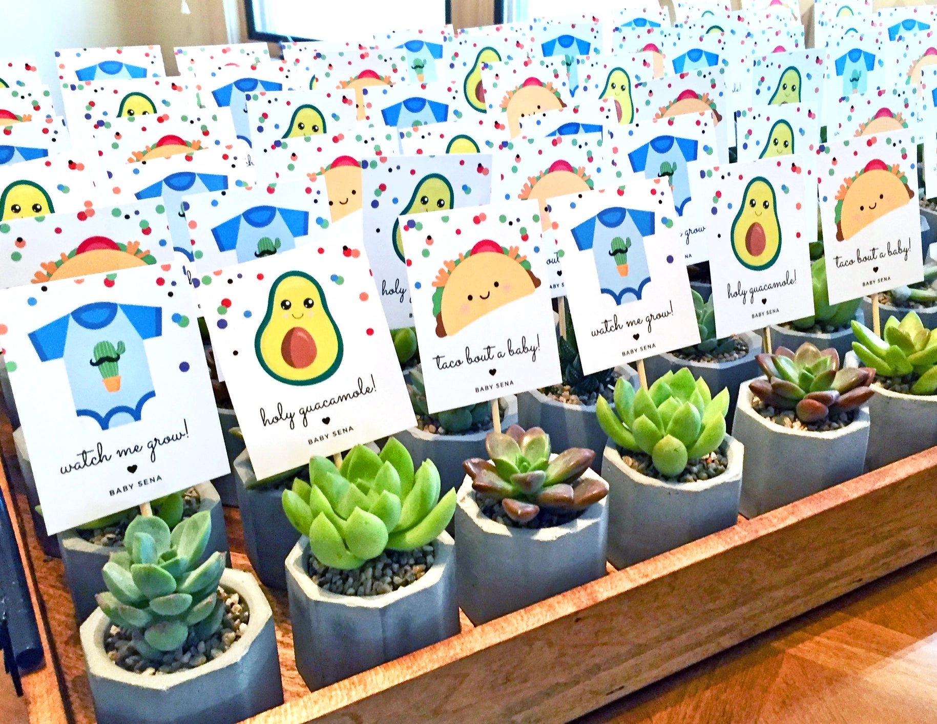 Bulk order of succulents for a taco themed baby shower that have cards with bibs, avocados, and tacos that read watch me grow, holy guacamole, and tacobout a baby.